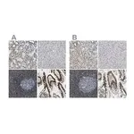Merck Anti-SP100 antibody produced in rabbit