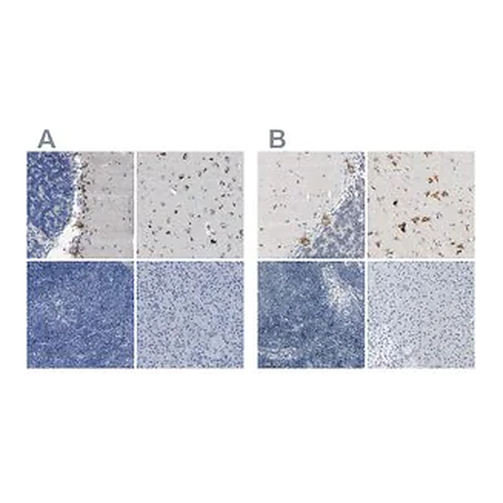 Merck Anti-B4GALNT1 antibody produced in rabbit