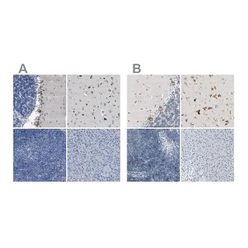 Merck Anti-B4GALNT1 antibody produced in rabbit