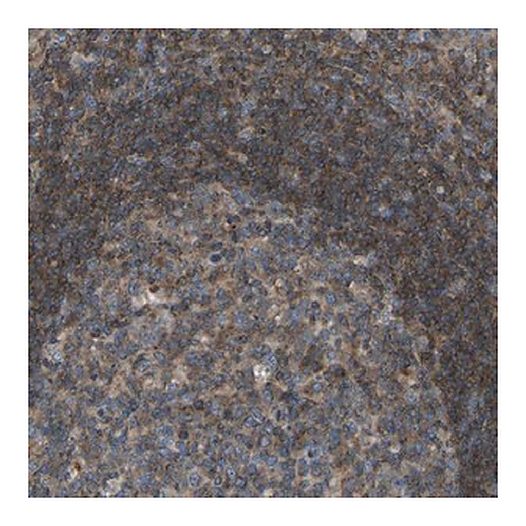 Merck Anti-GRK6 antibody produced in rabbit