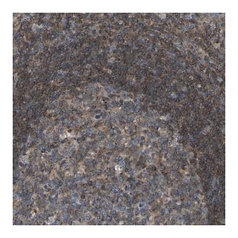 Merck Anti-GRK6 antibody produced in rabbit
