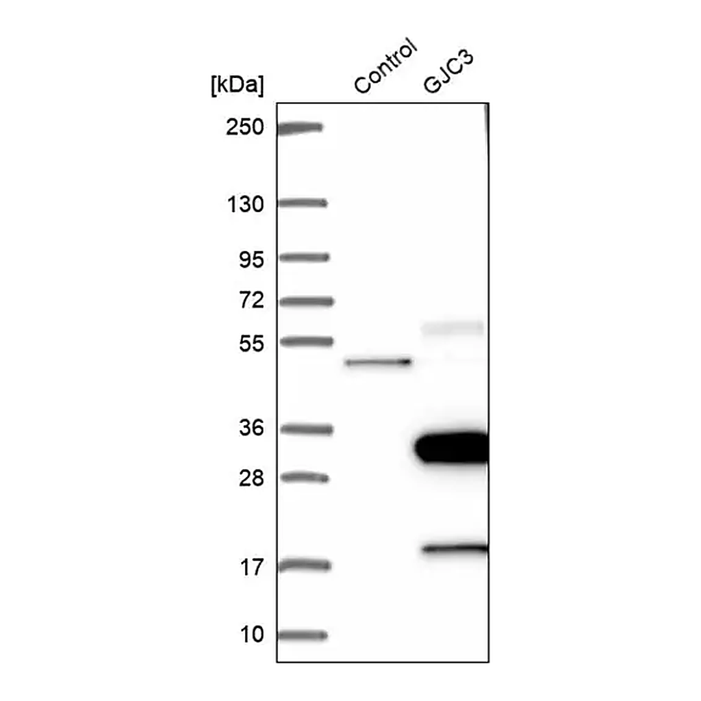 Merck Anti-GJC3 antibody produced in rabbit