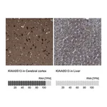 Merck Anti-KIAA0513 antibody produced in rabbit