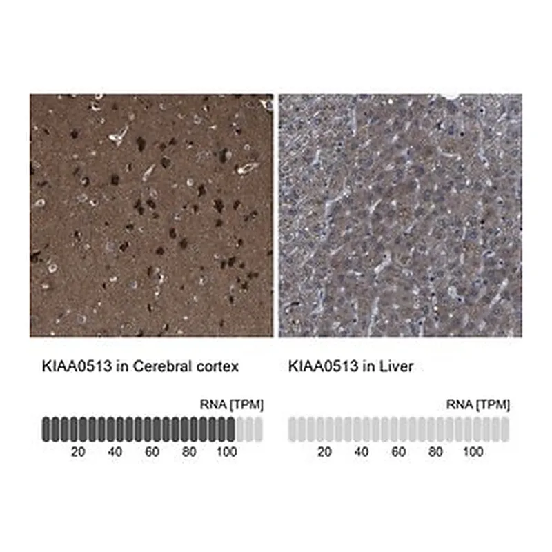 Merck Anti-KIAA0513 antibody produced in rabbit