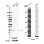 Merck Anti-IFITM3 antibody produced in rabbit