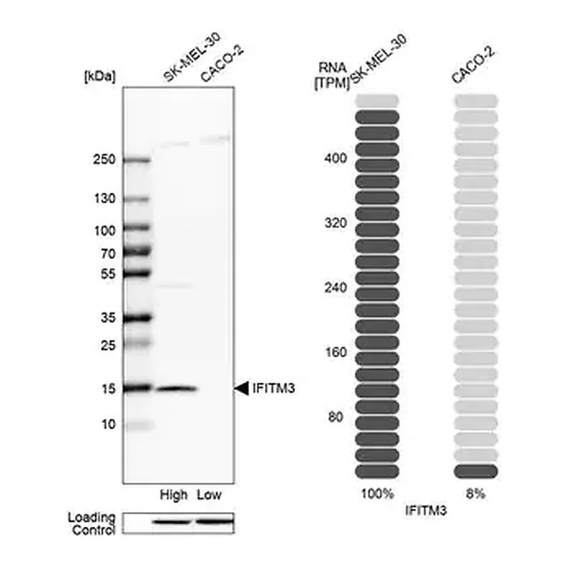 Merck Anti-IFITM3 antibody produced in rabbit