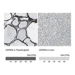 Merck Anti-CMTM4 antibody produced in rabbit