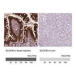 Merck Anti-SLC51B antibody produced in rabbit