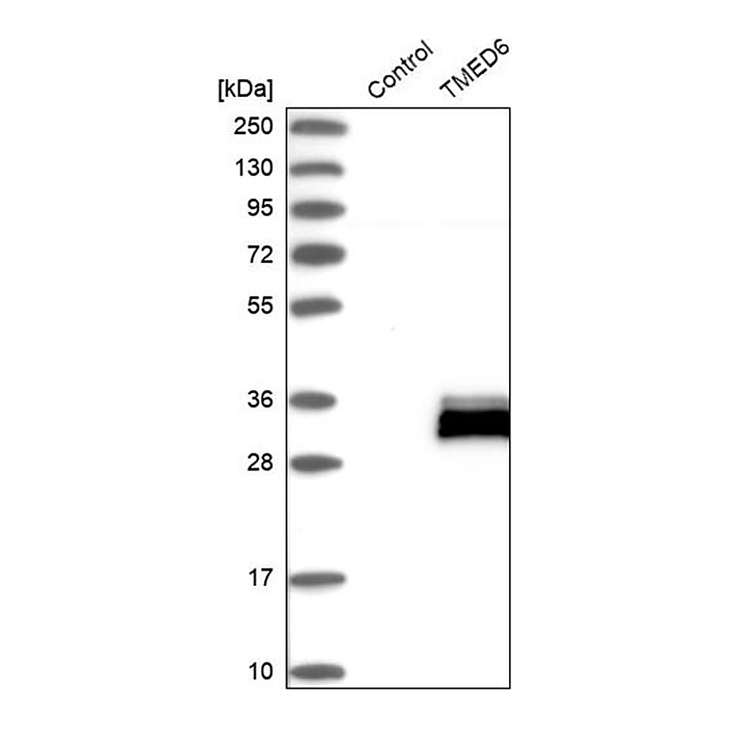 Merck Anti-TMED6 antibody produced in rabbit
