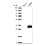 Merck Anti-TMED6 antibody produced in rabbit