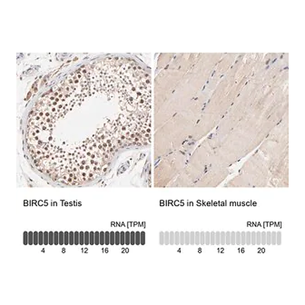 Merck Anti-BIRC5 antibody produced in rabbit