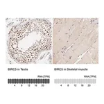 Merck Anti-BIRC5 antibody produced in rabbit