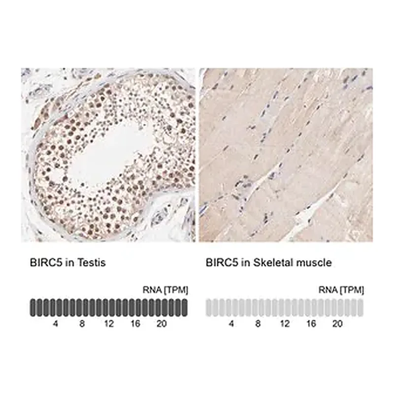 Merck Anti-BIRC5 antibody produced in rabbit