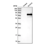 Merck Anti-ALOX15 antibody produced in rabbit