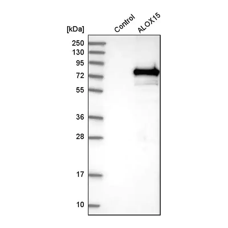 Merck Anti-ALOX15 antibody produced in rabbit