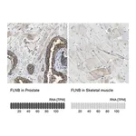 Merck Anti-FLNB antibody produced in rabbit