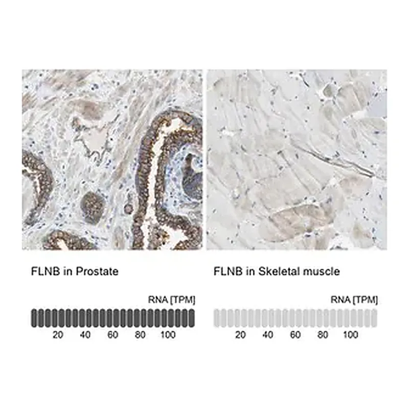 Merck Anti-FLNB antibody produced in rabbit