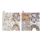 Merck Anti-LRRC47 antibody produced in rabbit