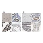 Merck Anti-PGR antibody produced in rabbit