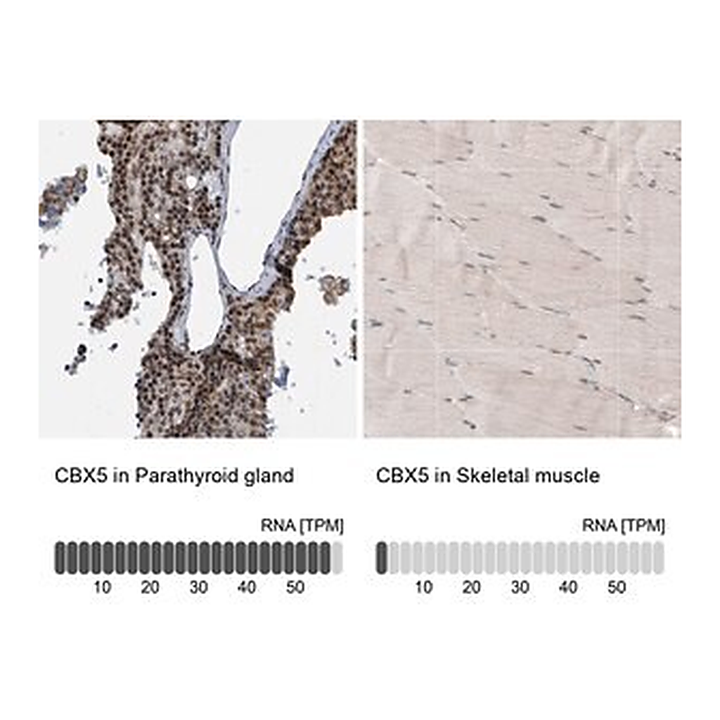 Merck Anti-CBX5 antibody produced in rabbit