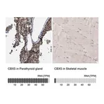 Merck Anti-CBX5 antibody produced in rabbit