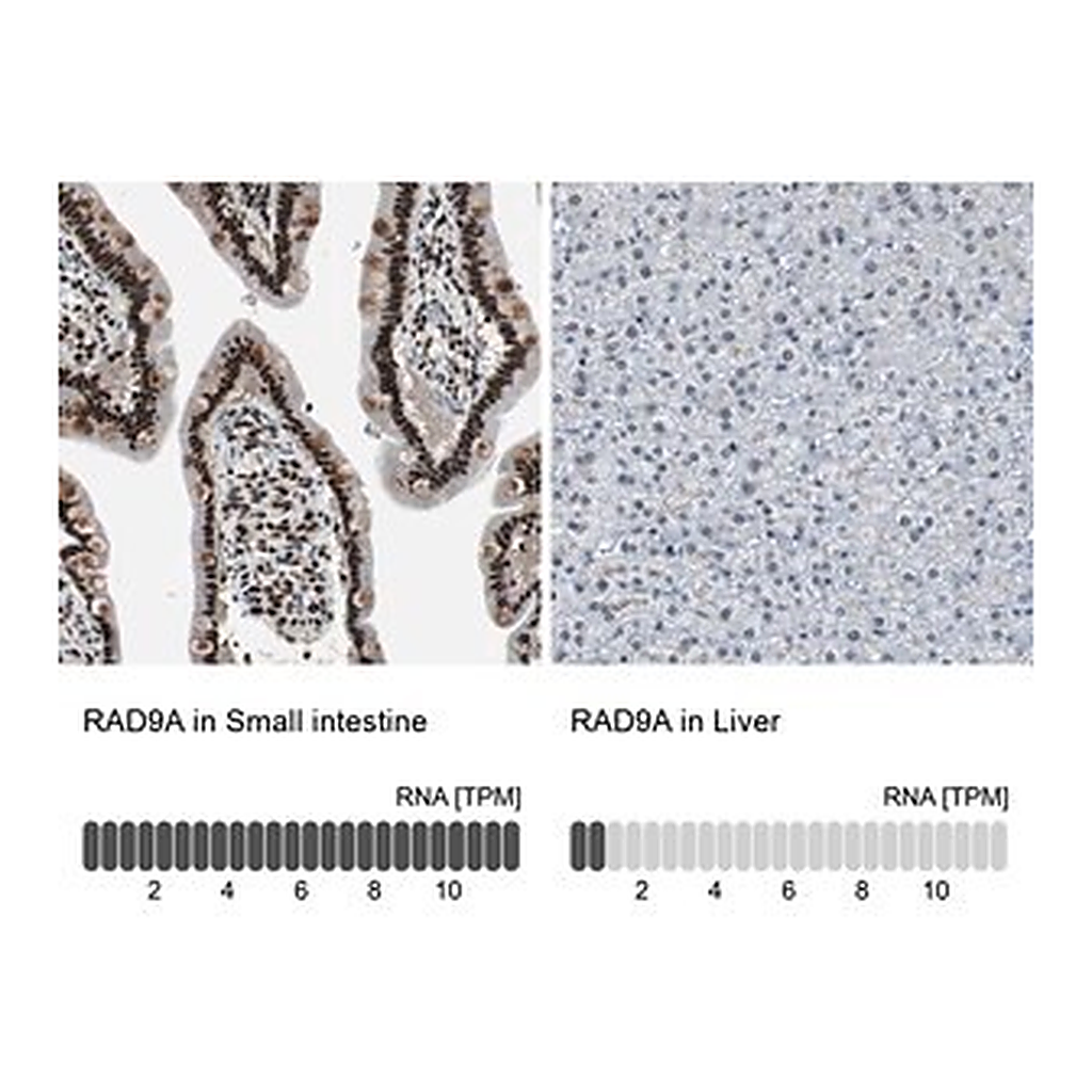 Merck Anti-RAD9A antibody produced in rabbit