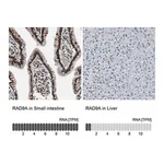 Merck Anti-RAD9A antibody produced in rabbit