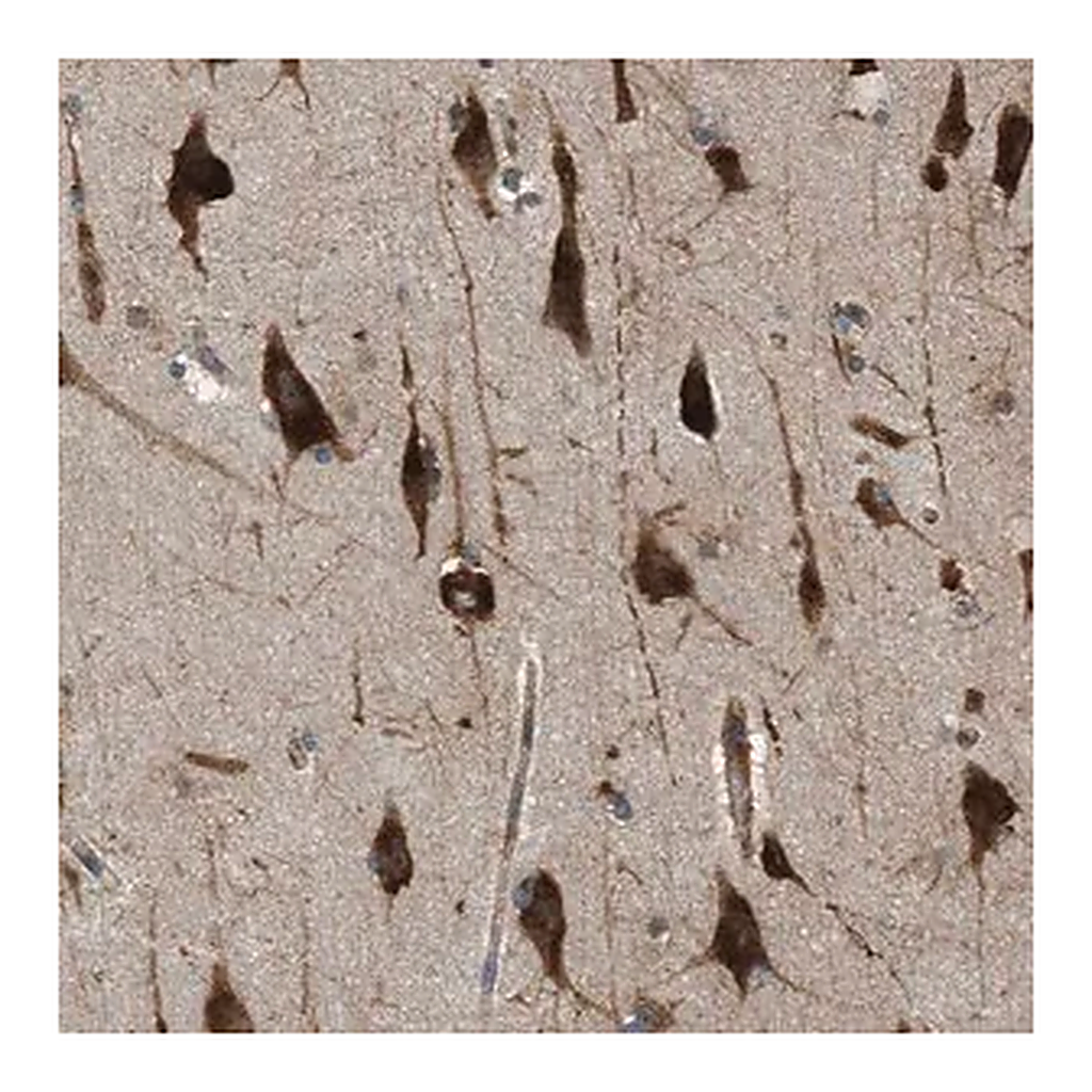 Merck Anti-SLC36A4 antibody produced in rabbit
