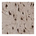 Merck Anti-SLC36A4 antibody produced in rabbit