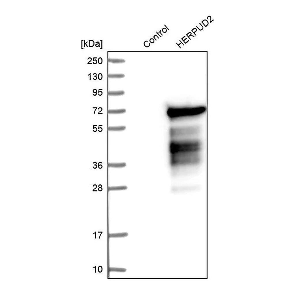 Merck Anti-HERPUD2 antibody produced in rabbit