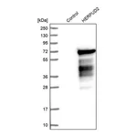 Merck Anti-HERPUD2 antibody produced in rabbit