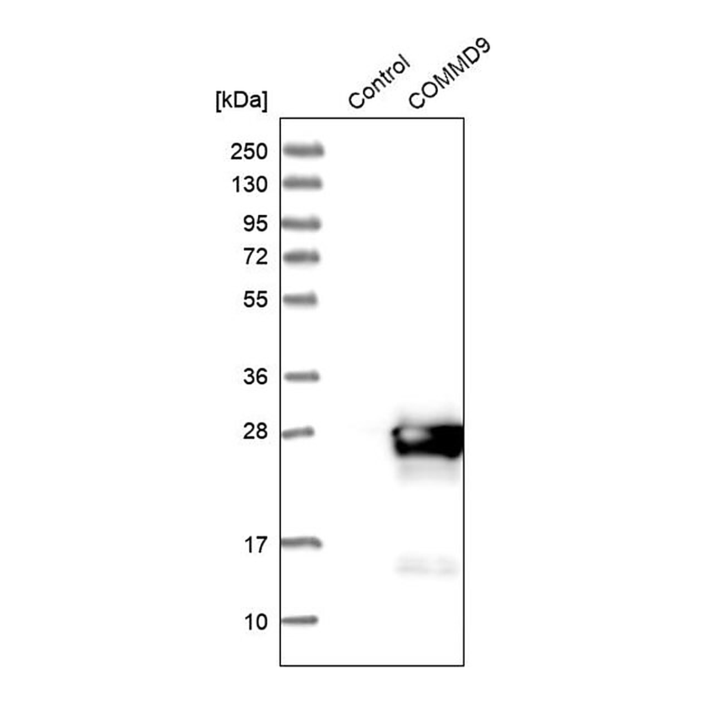 Merck Anti-COMMD9 antibody produced in rabbit