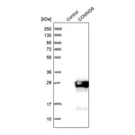 Merck Anti-COMMD9 antibody produced in rabbit