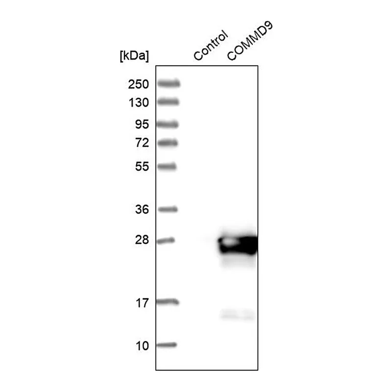 Merck Anti-COMMD9 antibody produced in rabbit