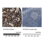 Merck Anti-SLC13A3 antibody produced in rabbit