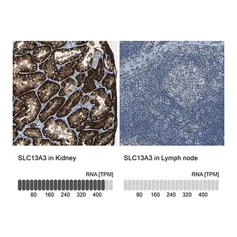 Merck Anti-SLC13A3 antibody produced in rabbit