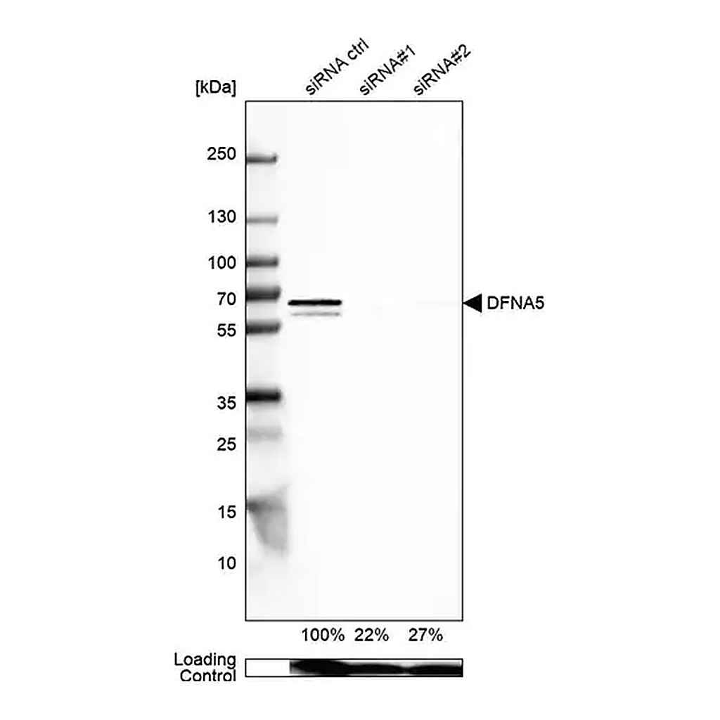 Merck Anti-DFNA5 antibody produced in rabbit