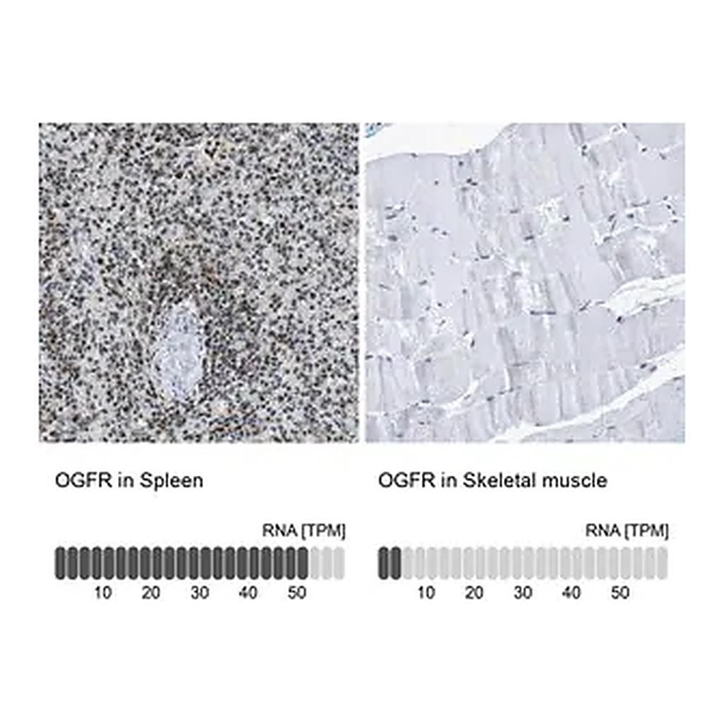 Merck Anti-OGFR antibody produced in rabbit