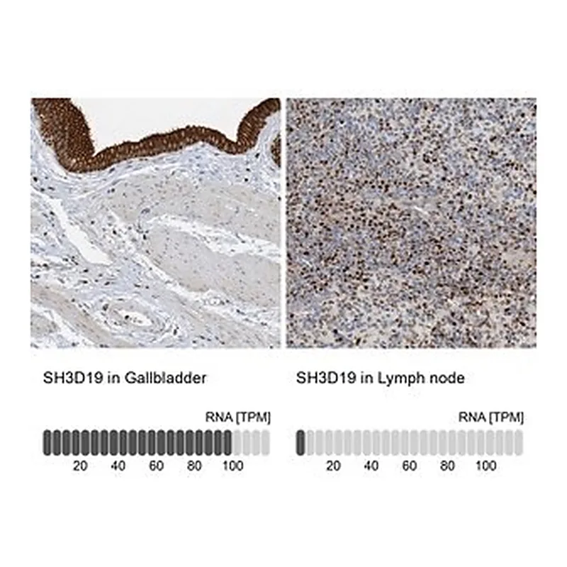 Merck Anti-SH3D19 antibody produced in rabbit