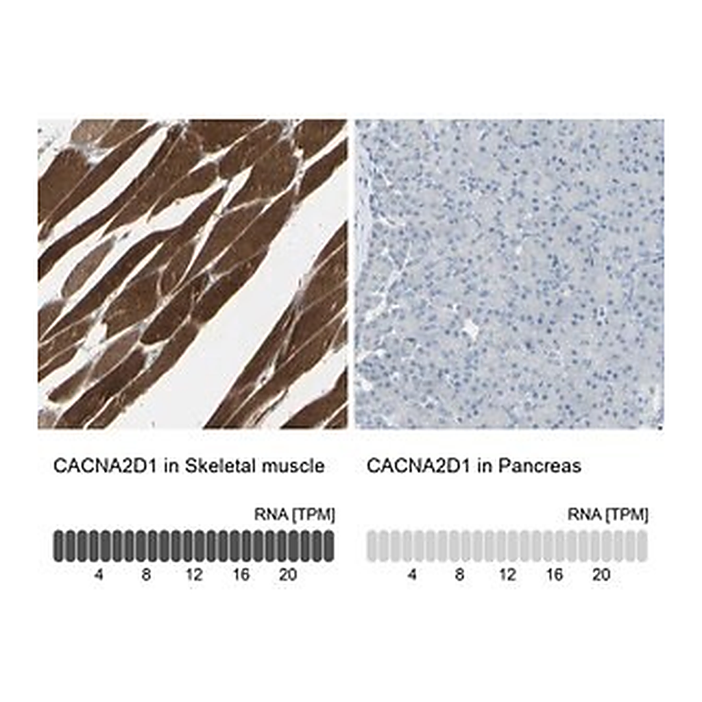 Merck Anti-CACNA2D1 antibody produced in rabbit