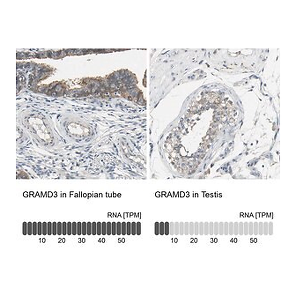 Merck Anti-GRAMD3 antibody produced in rabbit