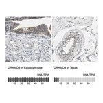 Merck Anti-GRAMD3 antibody produced in rabbit