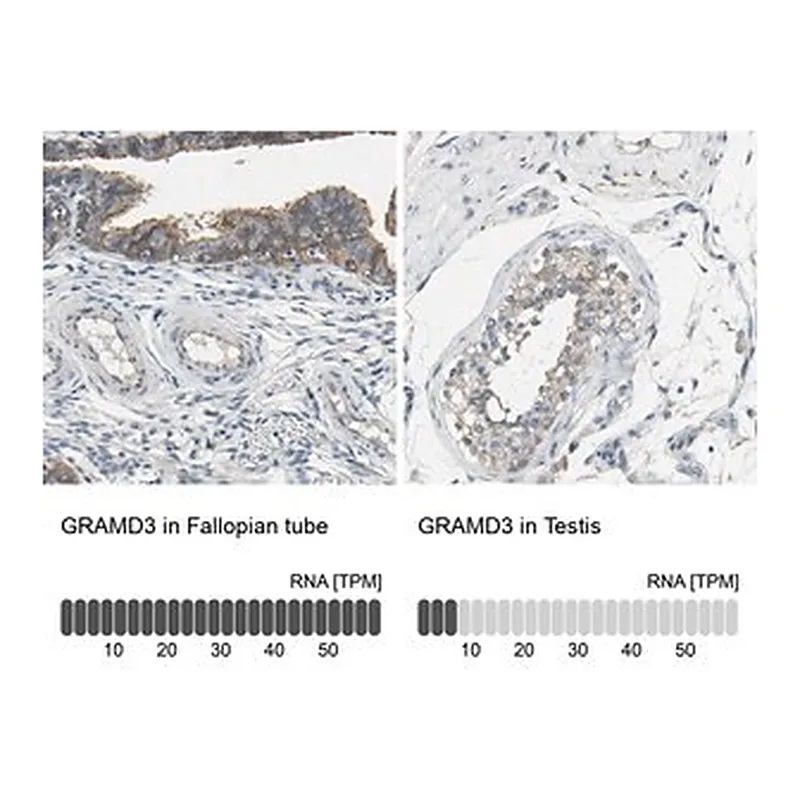 Merck Anti-GRAMD3 antibody produced in rabbit