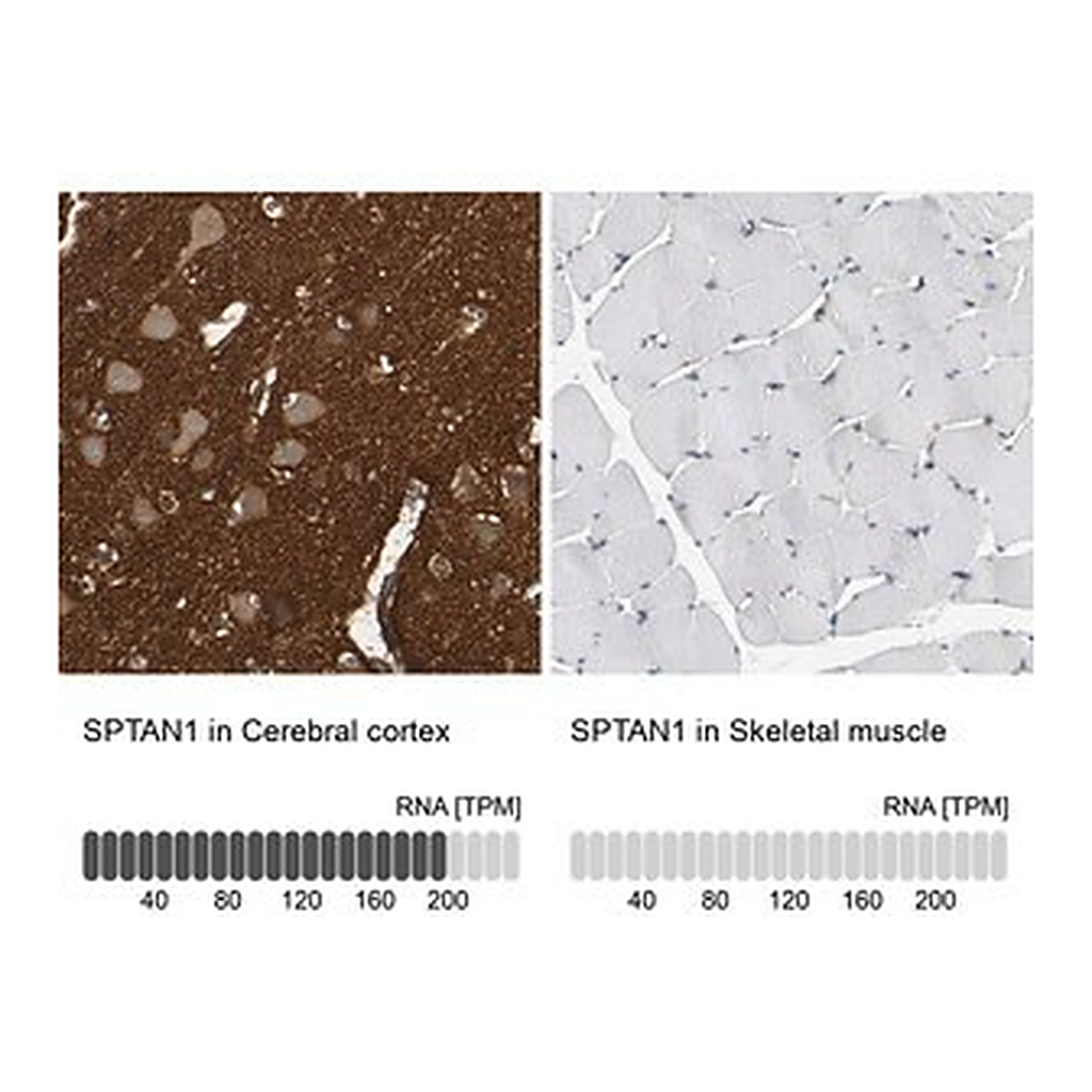 Merck Anti-SPTAN1 antibody produced in rabbit