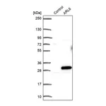 Merck Anti-ARL6 antibody produced in rabbit