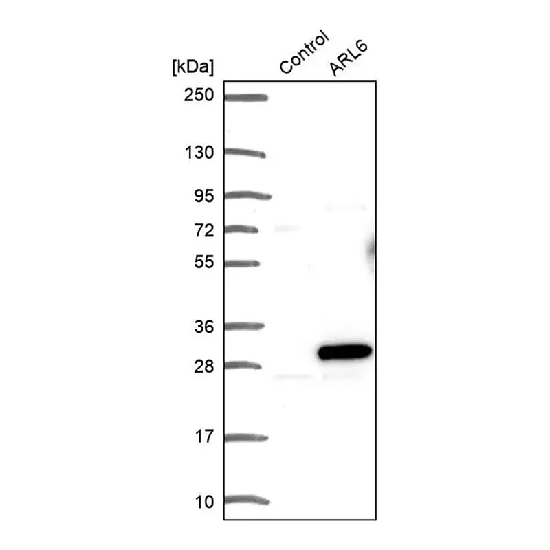 Merck Anti-ARL6 antibody produced in rabbit