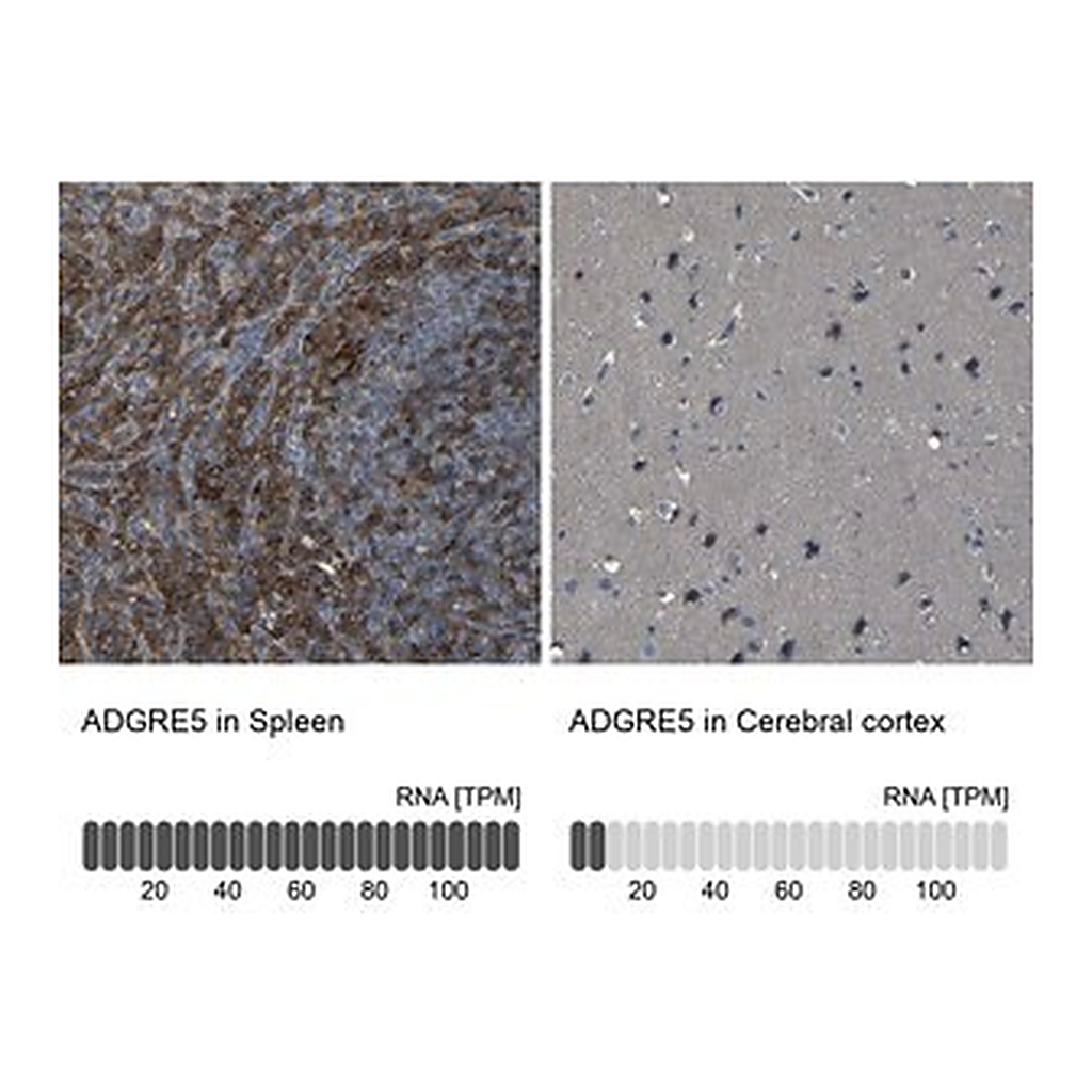 Merck Anti-ADGRE5 antibody produced in rabbit