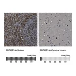 Merck Anti-ADGRE5 antibody produced in rabbit