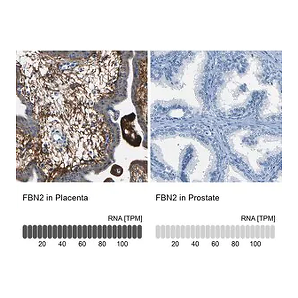 Merck Anti-FBN2 antibody produced in rabbit