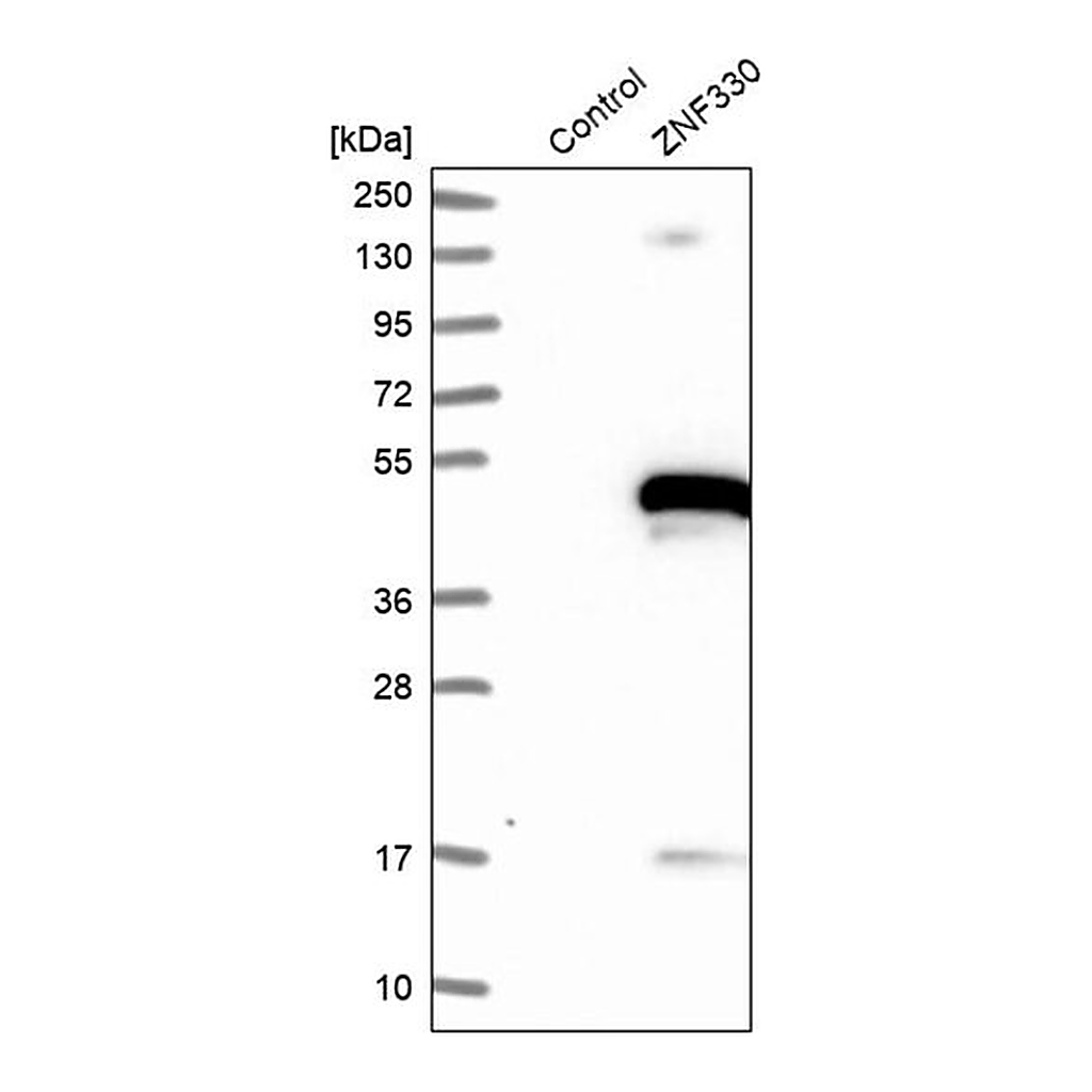 Merck Anti-ZNF330 antibody produced in rabbit